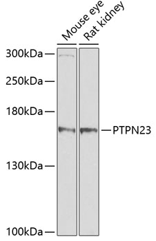 PTPN23 Polyclonal Antibody (E-AB-62406)