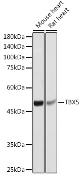 TBX5 Polyclonal Antibody (E-AB-91216)