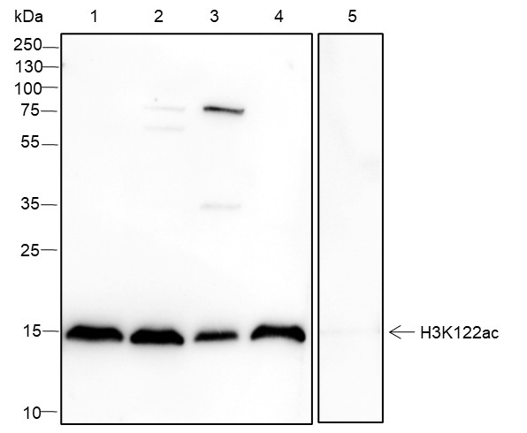 Recombinant Histone H3 (Acetyl Lys122) Monoclonal Antibody (AN301409L)