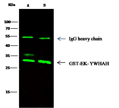 14-3-3 eta/YWHAH Monoclonal Antibody (AN200073P)