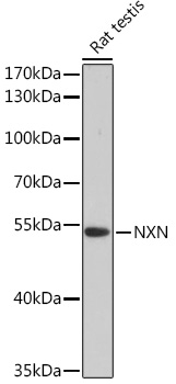 NXN Polyclonal Antibody (E-AB-91730)