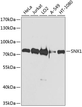 SNX1 Polyclonal Antibody (E-AB-63889)