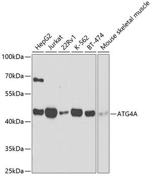 ATG4A Polyclonal Antibody (E-AB-60758)