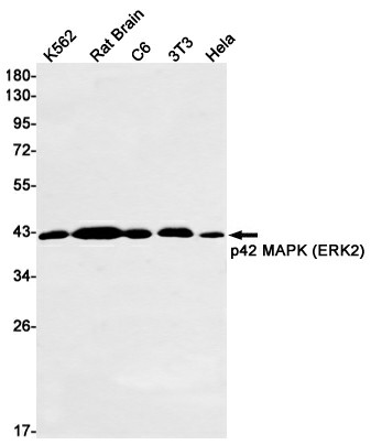 Recombinant ERK2 Monoclonal Antibody (E-AB-81446)