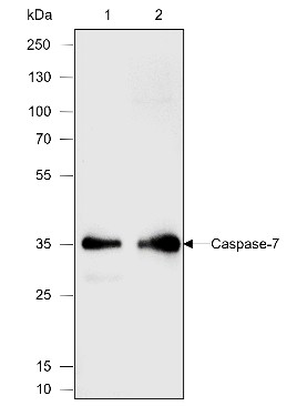 Recombinant Caspase-7 Monoclonal Antibody (AN301874L)