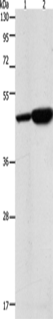 ENO2 Polyclonal Antibody (E-AB-12823)