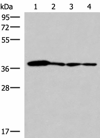 ELAC1 Polyclonal Antibody (E-AB-52911)
