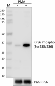 Purified anti-RPS6 Phospho (Ser235/Ser236) Antibody (608601)