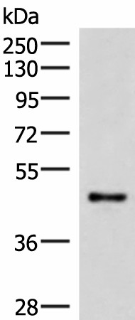 IRX2 Polyclonal Antibody (E-AB-18130)