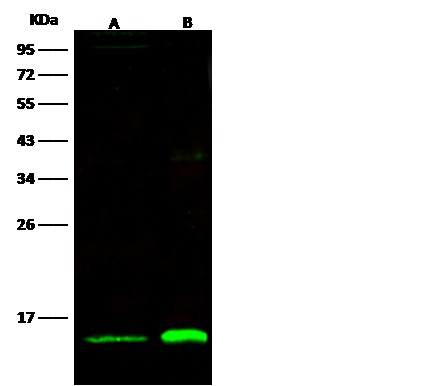 Recombinant Thioredoxin-2/TXN2 Monoclonal Antibody (AN300424P)