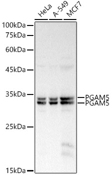 PGAM5 Polyclonal Antibody (E-AB-91403)