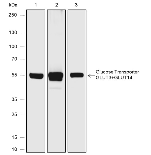 Recombinant GLUT3+GLUT14 Monoclonal Antibody (AN301929L)