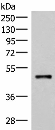 IRX2 Polyclonal Antibody (E-AB-52041)