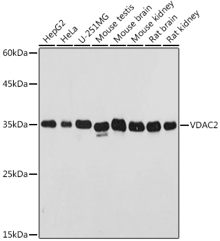 VDAC2 Polyclonal Antibody (E-AB-92117)