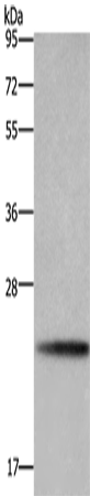 BBC3 Polyclonal Antibody (E-AB-15523)