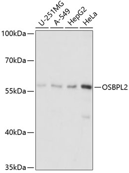 OSBPL2 Polyclonal Antibody (E-AB-64955)