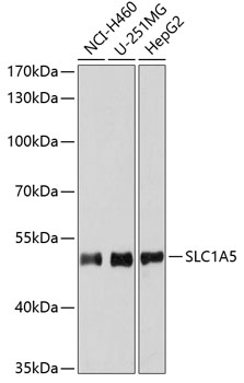 SLC1A5 Polyclonal Antibody (E-AB-62918)