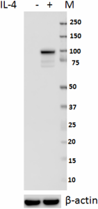Purified anti-STAT6 Phospho (Tyr641) Antibody (686002)