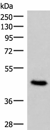 COPS3 Polyclonal Antibody (E-AB-19031)