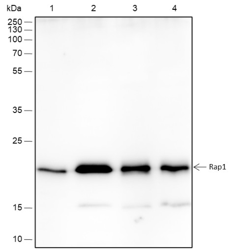 Recombinant RAP1A+RAP1B Monoclonal Antibody (AN301751L)