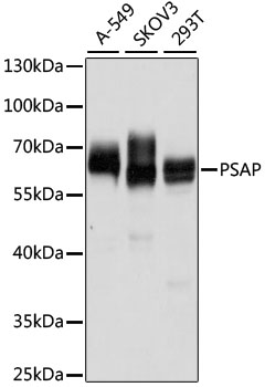 PSAP Polyclonal Antibody (E-AB-60459)
