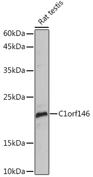C1orf146 Polyclonal Antibody (E-AB-92127)