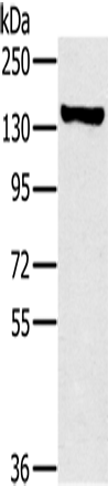 PPP1R12A Polyclonal Antibody (E-AB-11418)