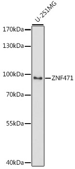 ZNF471 Polyclonal Antibody (E-AB-66853)