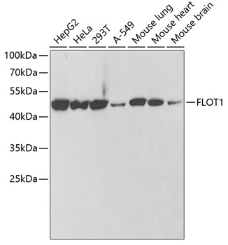 (KO Validated) FLOT1 Polyclonal Antibody (E-AB-61836)