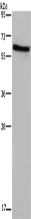 CD297 Polyclonal Antibody (E-AB-16181)