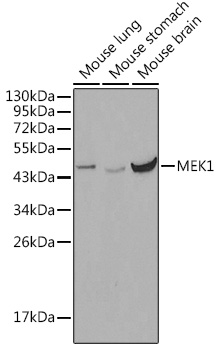 MEK1 Polyclonal Antibody (E-AB-90010)