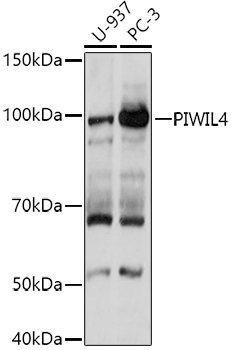 PIWIL4 Polyclonal Antibody (E-AB-92516)