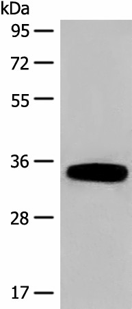 DHRS1 Polyclonal Antibody (E-AB-18677)