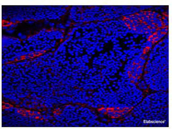 VASA Monoclonal Antibody (E-AB-48026)