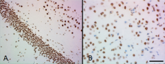 Purified anti-TDP43 Antibody (Previously Covance catalog# SIG-39854) (808301)