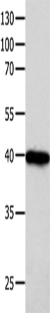 FOXL1 Polyclonal Antibody (E-AB-12427)