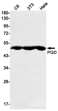 Recombinant PGD Monoclonal Antibody (E-AB-81596)