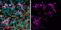 Purified anti-mouse Tim-4 Antibody (130002)