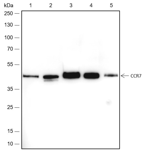 Recombinant CCR7 Monoclonal Antibody (AN301736L)