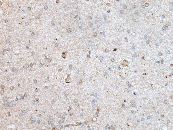 RAB4A Polyclonal Antibody (E-AB-52204)