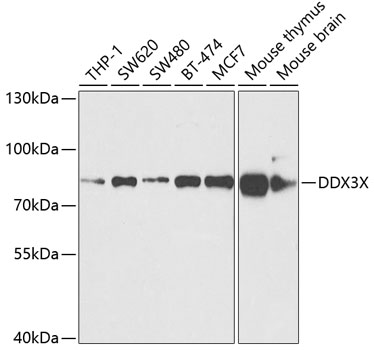 DDX3X Polyclonal Antibody (E-AB-61035)
