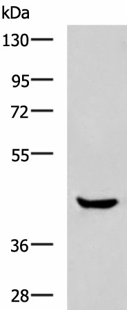 HOXA2 Polyclonal Antibody (E-AB-19464)