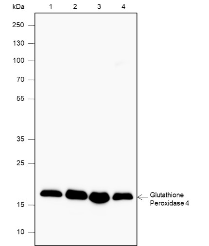 Recombinant Glutathione Peroxidase 4 Monoclonal Antibody (AN301875L)