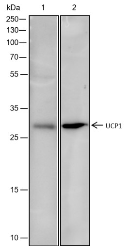 Recombinant UCP1 Monoclonal Antibody (AN301682L)