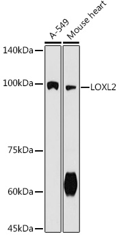 LOXL2 Polyclonal Antibody (E-AB-90916)