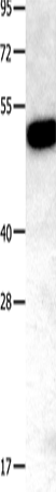 TNFRSF11B Polyclonal Antibody (E-AB-10508)