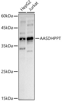 AASDHPPT Polyclonal Antibody (E-AB-92617)