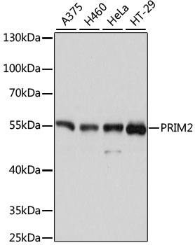 PRIM2 Polyclonal Antibody (E-AB-64084)