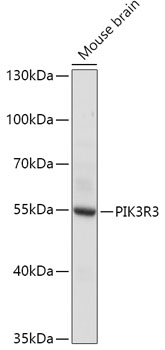 PIK3R3 Polyclonal Antibody (E-AB-67053)