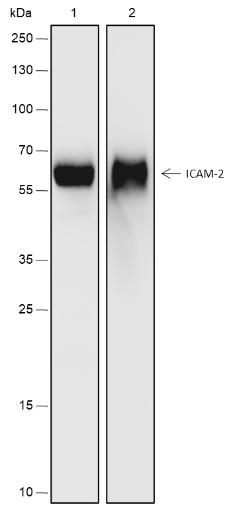 Recombinant ICAM-2 Monoclonal Antibody (AN301793L)